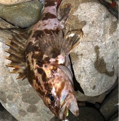 とある爆風ゴロタ