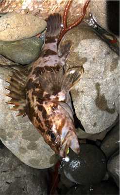 とある爆風ゴロタ