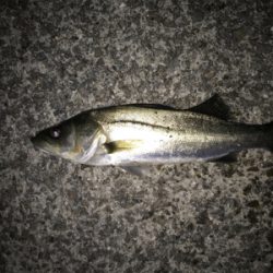 シーバス、メバル