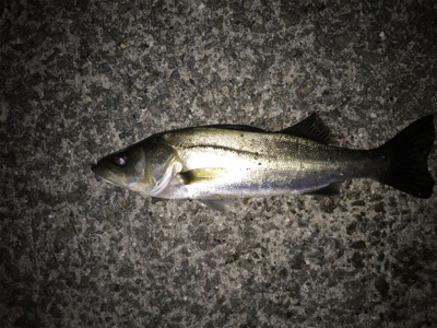 シーバス、メバル