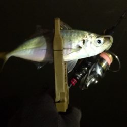 アジング 練習 140