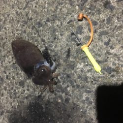 コウイカ 釣行