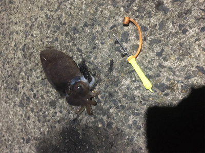 コウイカ 釣行