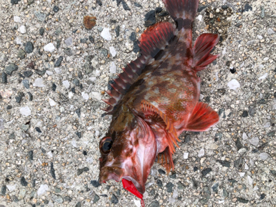 穴釣りでカサゴ