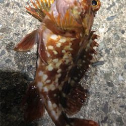 とある暇つぶしライトゲーム