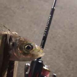 アジング練習 141