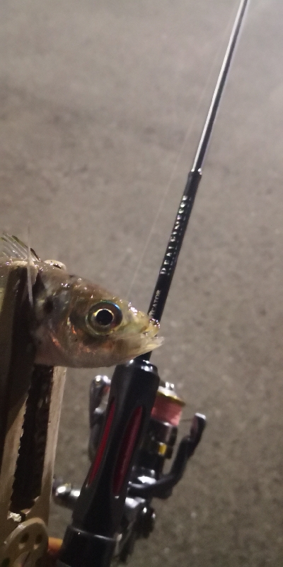 アジング練習 141