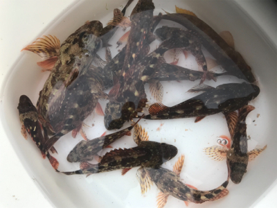 甲イカ　アラカブ