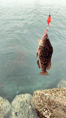 ガシラ、キビレ、アイナメ、タナゴ