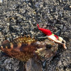 テトラからカサゴ。