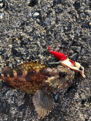 テトラからカサゴ。