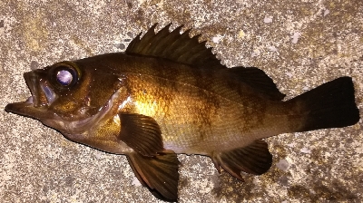 メバリング1840〜1920