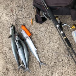 西風が強い中のジギング・エギング！