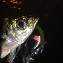 アジング練習 142