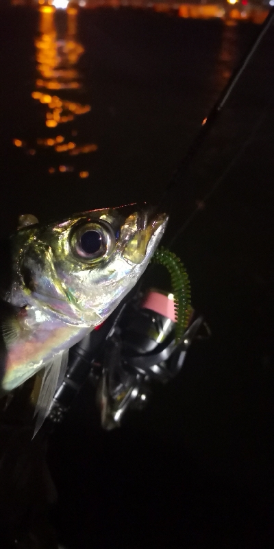 アジング練習 142