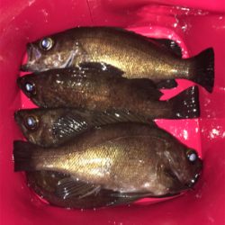 明石メバリング