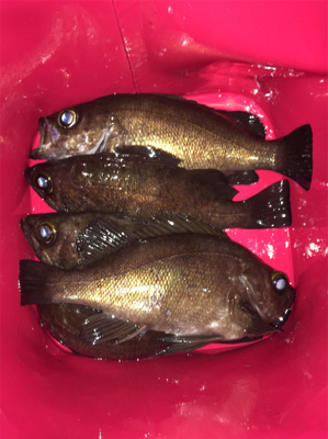 明石メバリング