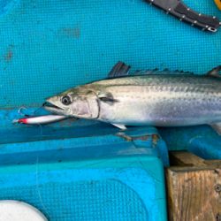 阿波哲　伊島キャスティング