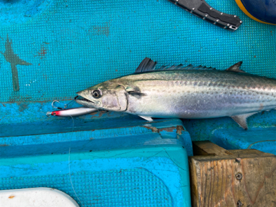 阿波哲　伊島キャスティング