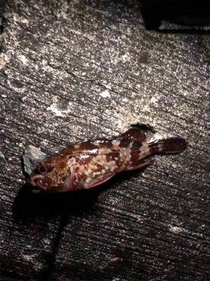 メバルとガシラ