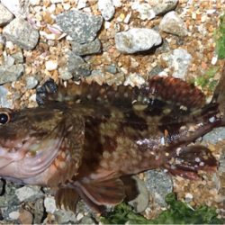 とある爆風サーフ