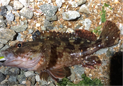 とある爆風サーフ