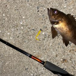 爆風メバリング