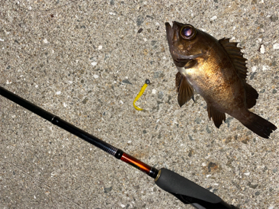 爆風メバリング