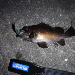 アジング ロッドでメバリング