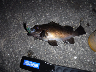 アジング ロッドでメバリング