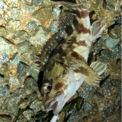 とあるまあまあデカイガシラ