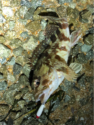 とあるまあまあデカイガシラ