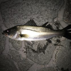 デカタケノコメバル