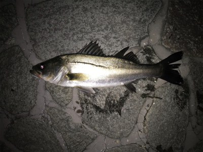 デカタケノコメバル