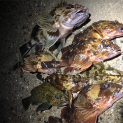 とある満足なロックフィッシュ