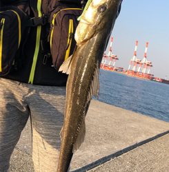 岸壁シーバス　爆