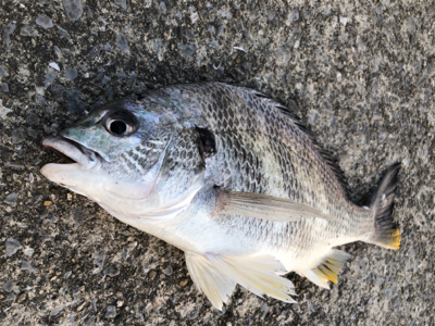 なかなかやでしかし