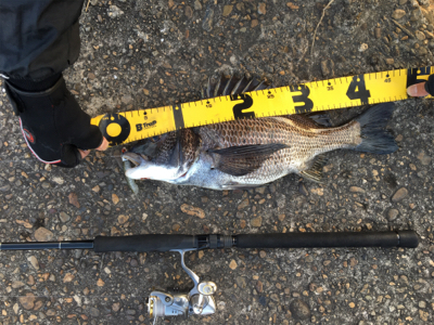 もうちょいで年なし