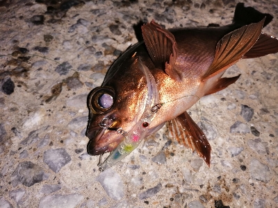 マイブームプラグ