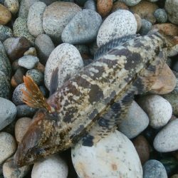 甲イカ、アイナメ　釣果！