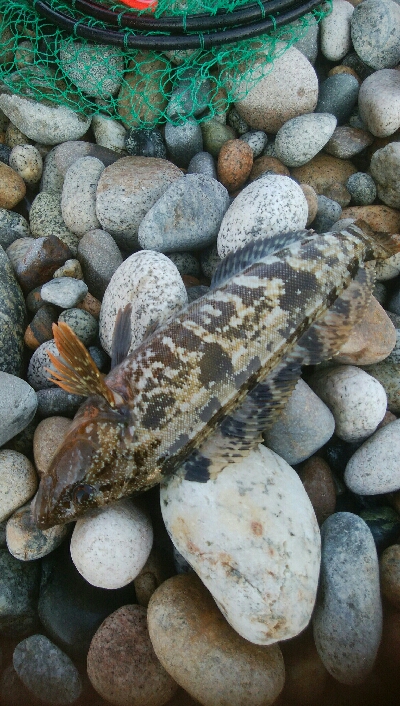 甲イカ、アイナメ　釣果！