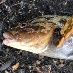 青物、フラット、ロックフィッシュ狙い