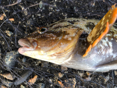 青物、フラット、ロックフィッシュ狙い