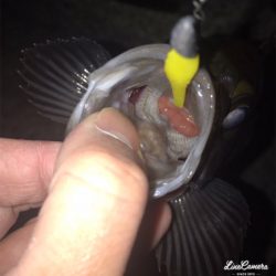 ボトムワインド