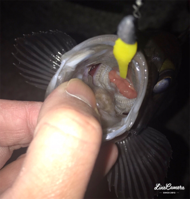 ボトムワインド