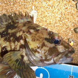 とある砂浜プラグガシリング