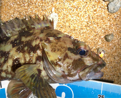 とある砂浜プラグガシリング