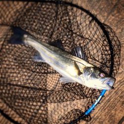 朝夕、散歩で1本ずつ