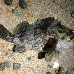 とあるロック3目