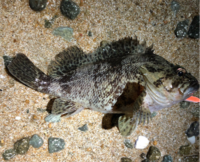 とあるロック3目